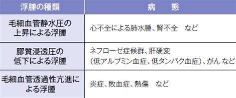 浮腫病|【医師監修】浮腫のメカニズムとは ― 浮腫の仕組み。